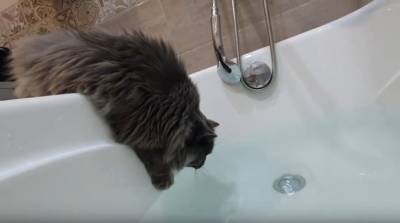 Какие миски? Кот пьет воду прямо из ванны! - видео