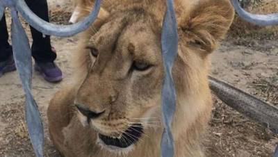 Хозяина льва из Актау нашли и оштрафовали на 27 тысяч тенге