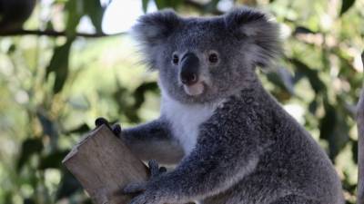 Мимими: возвращение коал в дикую природу сняли на видео