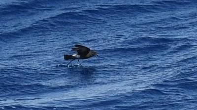 Чудеса карантина: в Эйлате по морю ходит птица из Антарктики