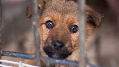 Из московских приютов забрали почти 1,4 тысячи животных с начала года