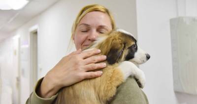 Около 1,4 тыс животных забрали из приютов с начала года в Москве