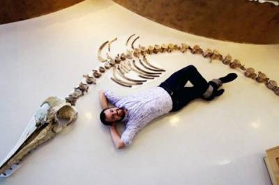 Ученые нашли скелет гигантского дельфина, который обитал на Земле 25 миллионов лет назад