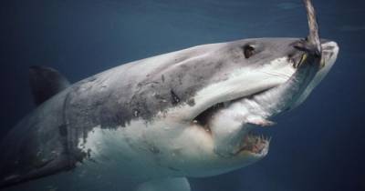 Подросток погиб после нападения акулы у побережья Австралии