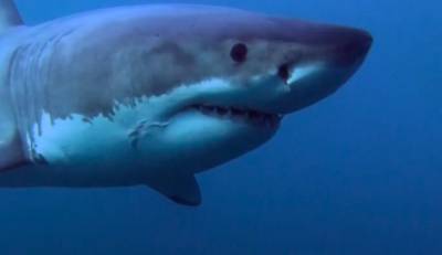 Подросток погиб в результате нападения акулы в Австралии