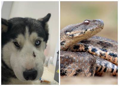 В пригороде Тбилиси собака спасла ребенка от укуса ядовитой змеи
