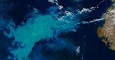Воды Арктики превращаются в «суп из водорослей»