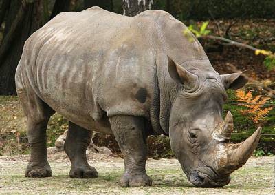 Во Франции браконьеры убили носорога прямо в зоопарке