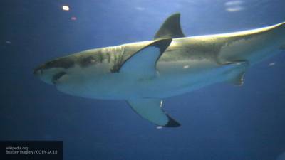 Австралийский серфер погиб после нападения акулы