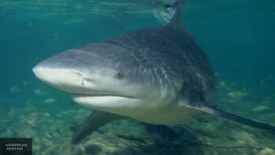 Серфер-подросток погиб в результате нападения акулы у берегов Австралии