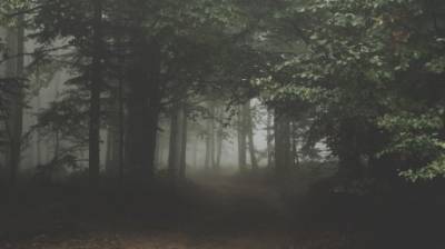 Жительница Нижнего Ломова шла домой и заблудилась в лесу