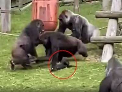 Самец гориллы спас детеныша во время драки двух самок