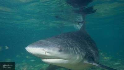 Акула растерзала молодого серфера у побережья Австралии