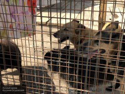 Москвичи забрали более 1 370 животных из приютов с начала 2020 года