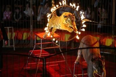 Роспотребнадзор высказался по поводу открытия цирка в Рязани