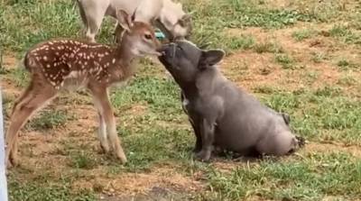 Поцелуи олененка и мопса умилил пользователей сети - видео