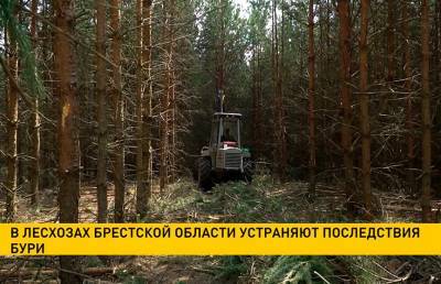В лесхозах Брестской области устраняют последствия бури