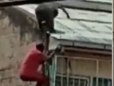 Бабуин жестоко сбросил водителя маршрутки с крыши здания