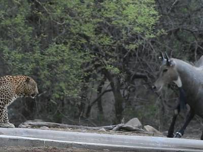 «Вот это выдержка!»: Самец антилопы проигнорировал леопарда на водопое
