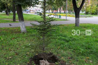 За пять лет в Казани высадят 100 тысяч деревьев