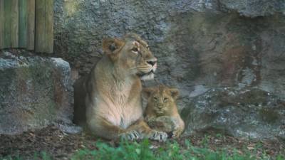 Редких азиатских львят показали посетителям биопарка в Риме.