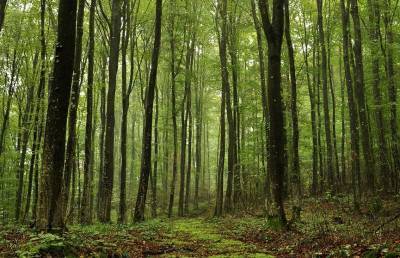 Восьмиклассник испугался грозы и заблудился в лесу: родители вызвали спасателей