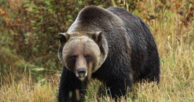 Медведи терроризируют кладбища Республики Коми