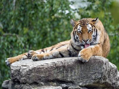 В Мьянме разрешили коммерческое разведение тигров, ящеров и других находящихся под угрозой исчезновения видов