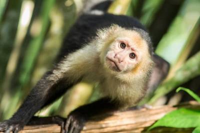 На Бали наглая обезьяна целеустремленно раздевала туристку - Cursorinfo: главные новости Израиля
