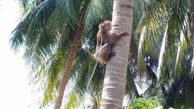Таиланд обвиняют в массовом использовании труда обезьян для сбора кокосов