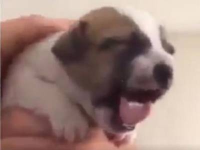 Забавное видео из Сети: милому щенку пришлась не по душе медицинская процедура