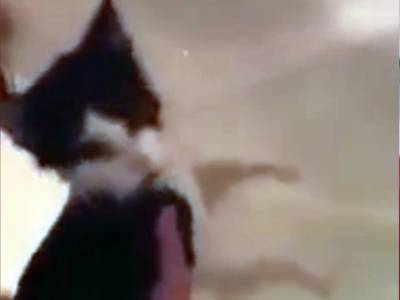 «Дыбом шерсть, хвост трубой!»: нервный котик завалил в ванну хозяйку за попытку искупать его