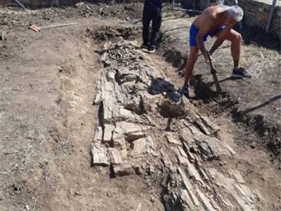 Греческие археологи раскопали доисторическое дерево возрастом 20 миллионов лет