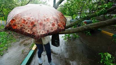 Два человека пострадали при падении деревьев в Санкт-Петербурге