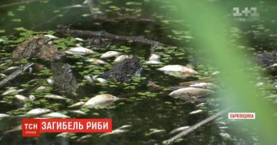 Рыба выбросилась, раки повылезали: из-за чего мог произойти массовый мор на водохранилище в Харьковской области