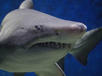 В Австралии акула убила подростка