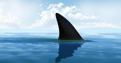 Белая акула в Австралии смертельно покалечила подростка