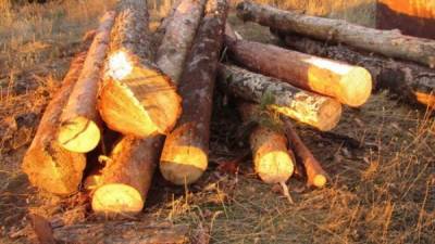 Житель Соль-Илецка осужден за незаконную вырубку леса