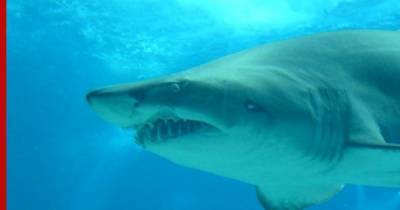 Большая белая акула убила подростка на глазах у родителей и друзей