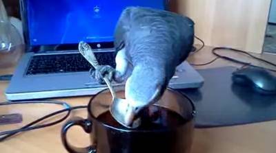 Попугай пьет кофе ложечкой, как его хозяйка - видео