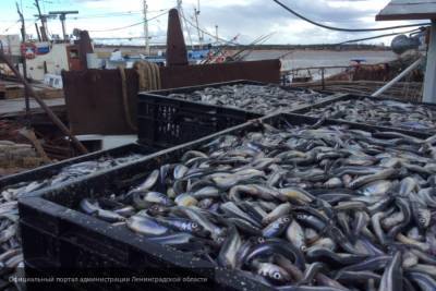 Эксперты рассказали о работе рыболовной отрасли в условиях пандемии COVID-19