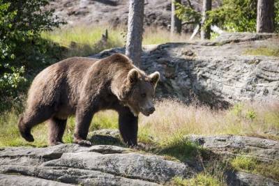 В Красноярском крае нашествие медведей: что делать при встрече с хищником