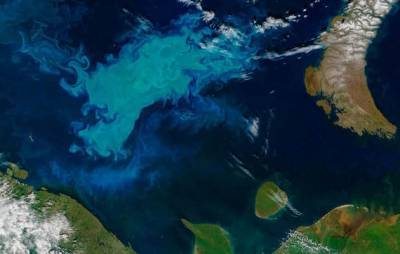Воды Северного Ледовитого океана стремительно «зеленеют» - Cursorinfo: главные новости Израиля