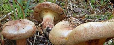 В Новосибирской области обнаружили смертельно опасные грибы