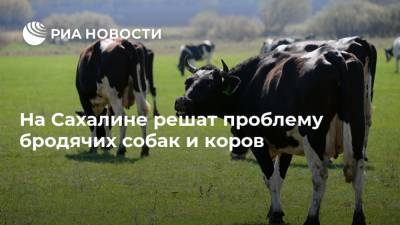 На Сахалине решат проблему бродячих собак и коров
