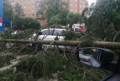Субботний шторм повалил деревья в Ленобласти