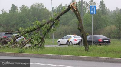 Штормовой ветер в Санкт-Петербурге повалил деревья и рекламные щиты