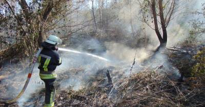 В Луганской области продолжают тушить лесной пожар: древесина тлеет на отдельных участках