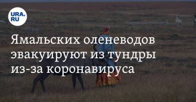 Ямальских оленеводов эвакуируют из тундры из-за коронавируса
