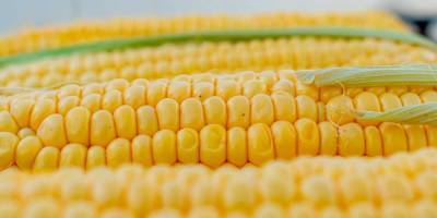 5 фактов о кукурузе, узнав которые, вы полюбите ее еще сильнее
